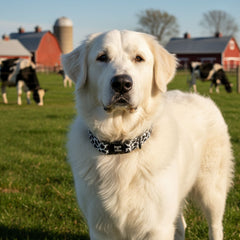 Boop Town Durable Cotton Dog Collar with Quick-Release Metal Buckle